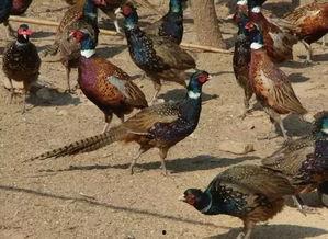 山鸡鱼的爆料方法视频,视频教学助你轻松掌握 第3张 山鸡鱼的爆料方法视频,视频教学助你轻松掌握 第3张